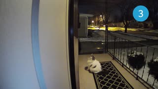 Watch What Happens When This Cat Tries to Get in a Window wow