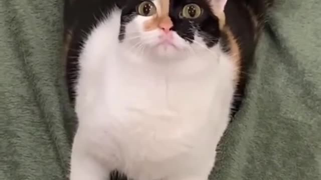 CAT CUTE Gatinho assustado depois que aprontou #shorts