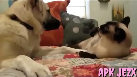 Funny dog & cat fight scene