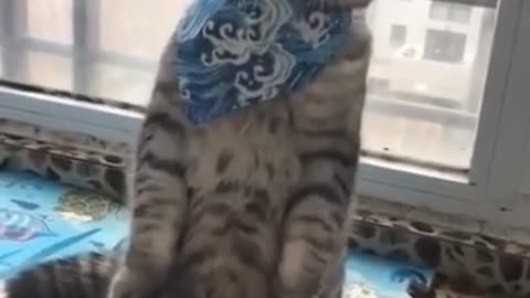 This is the funniest cat ever 🐈😻😸/