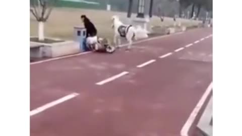 Crazy pony on streets