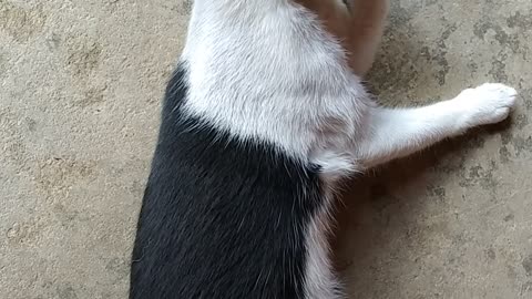 Is my cat beautiful