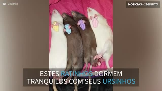 Ratinhos dormem abraçados a ursinhos de pelúcia