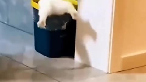 Funny Cat 😺