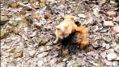 Chicken Vs Dog Fight- funny dog video