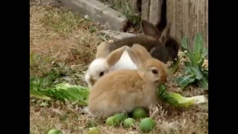 BUNNIES COMPILATION