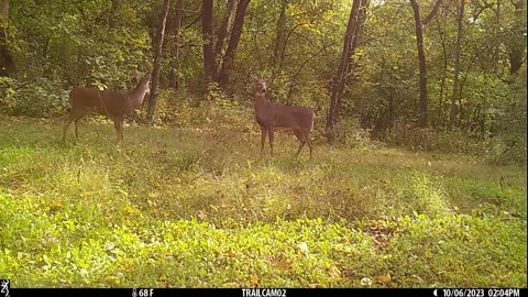 Young bucks fighting