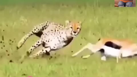 Tigger hunting