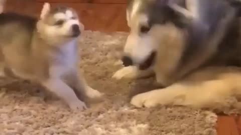 Cute Little Husky