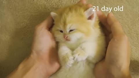 How kitten Pudding grow up- from 0 to 12 months #cat #cute #kitten #pets #meow #videos #shorts #dog
