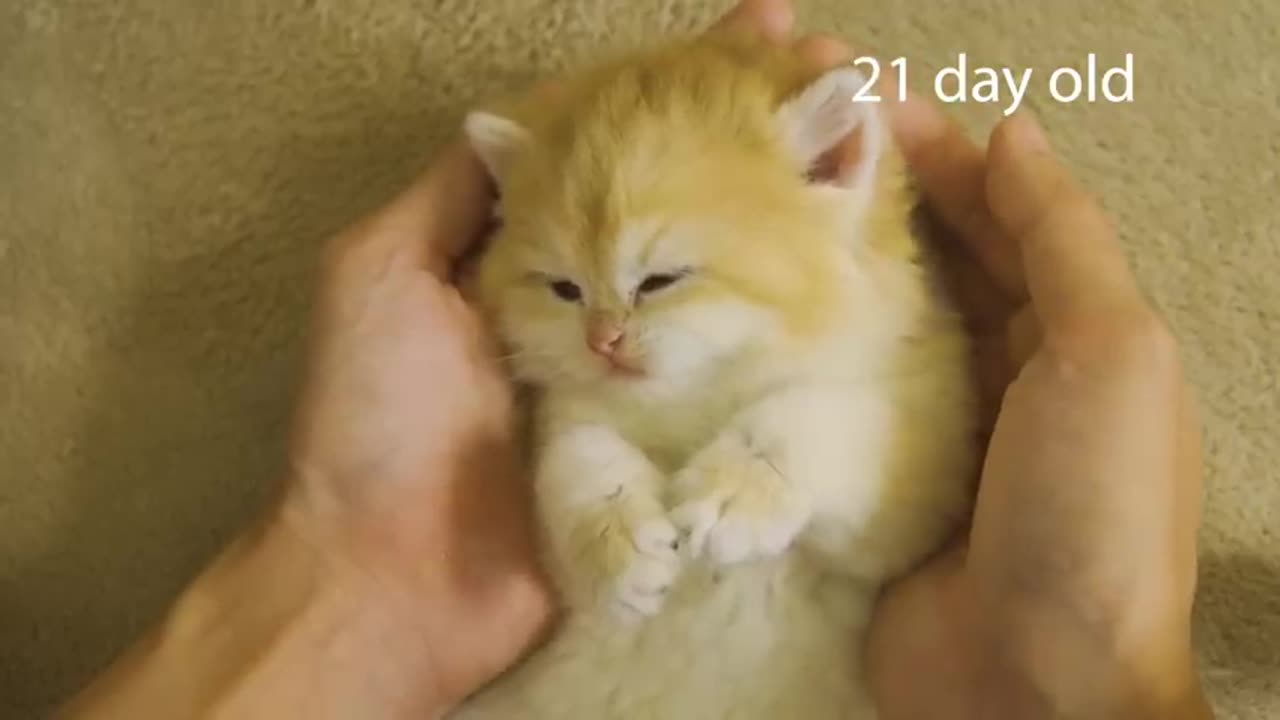 How kitten Pudding grow up- from 0 to 12 months #cat #cute #kitten #pets #meow #videos #shorts #dog