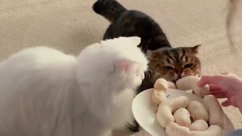 Kittens are so scary!!