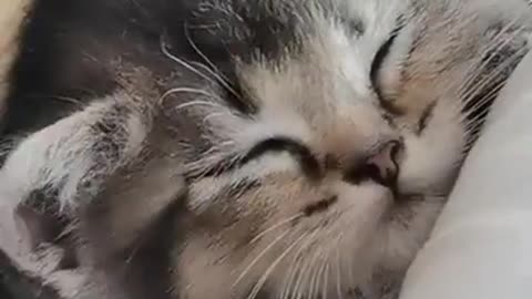 Cute kitten sleeping