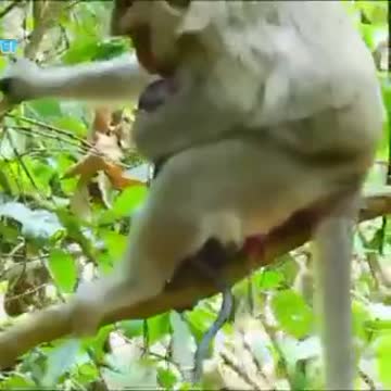 Lent gives birth in the forest1