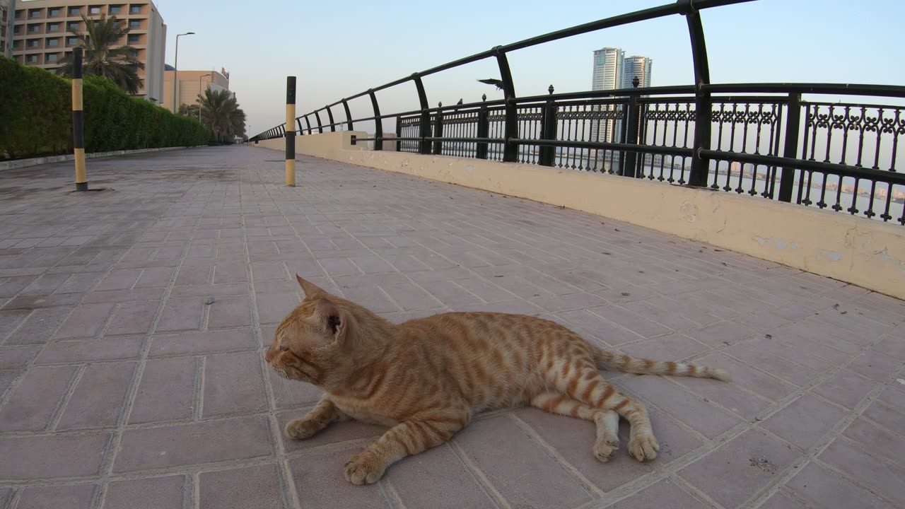 CHRIS MARTIN & MICHAEL JACKSON - Homeless cats in Ras Al Khaimah, UAE #ChrisMartin #MichaelJackson