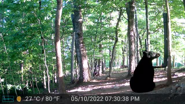 The Woods - 05/11/2022 Bear