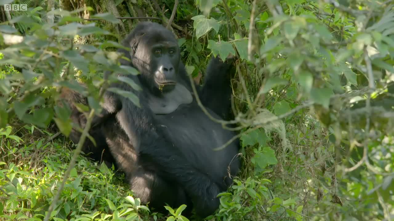 Mirror Mirror: Gorillas React To Their Reflection | Gorilla Family and Me | BBC Earth