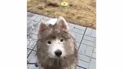 Funny Little Animals