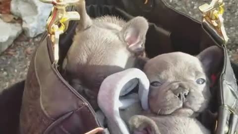 If They Fit In My Purse They Are Coming With Me