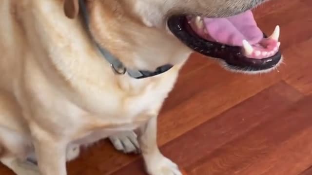 Good morning to this dog and only this dog