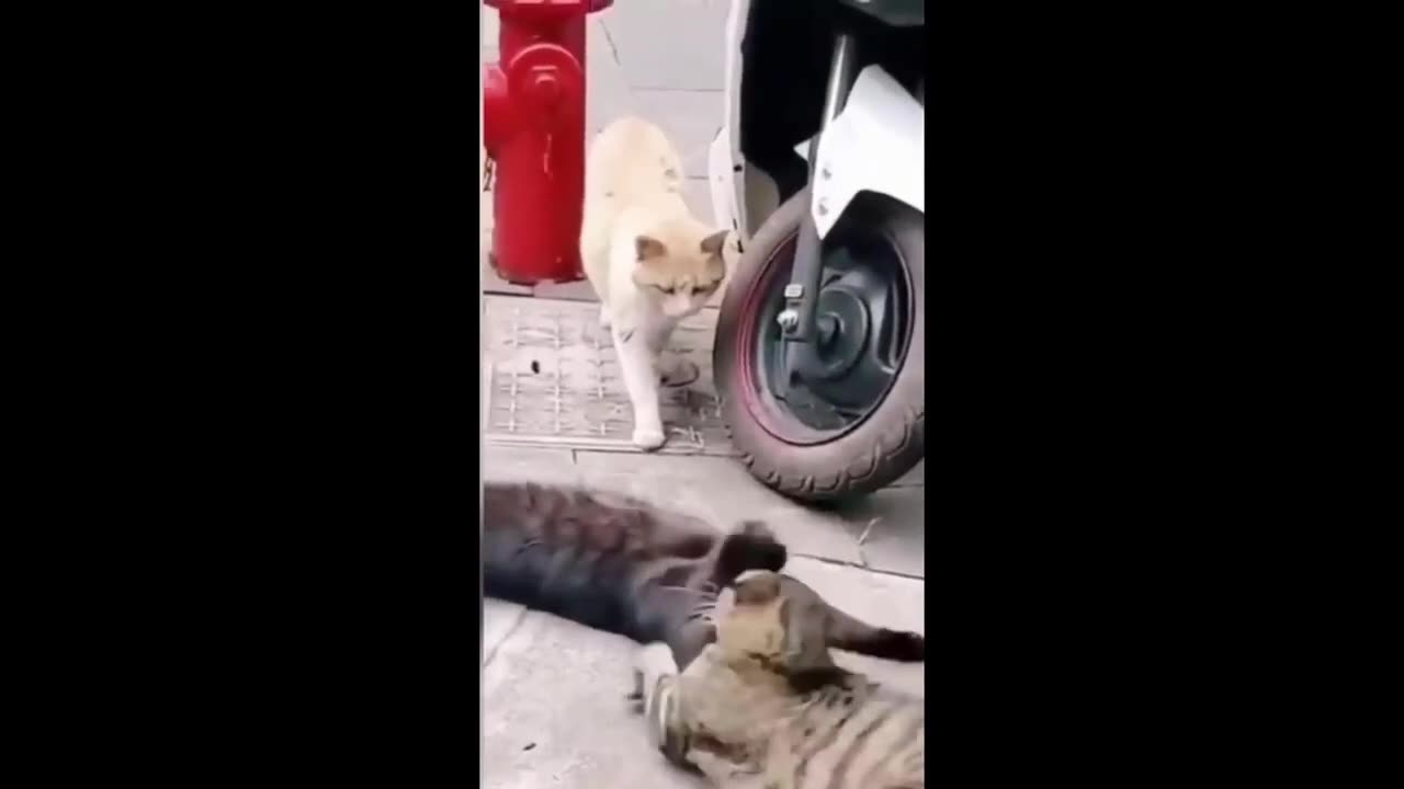 Funny Animals (Part 5)