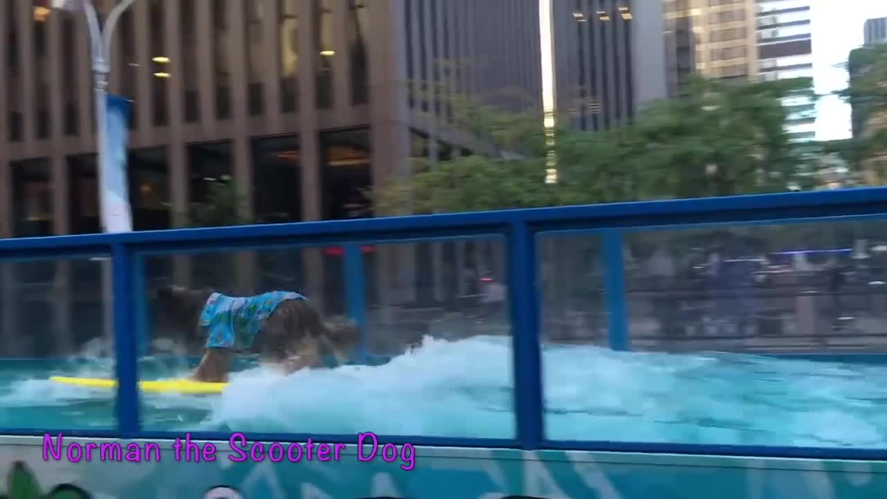 Norman's Coolest Tricks!!