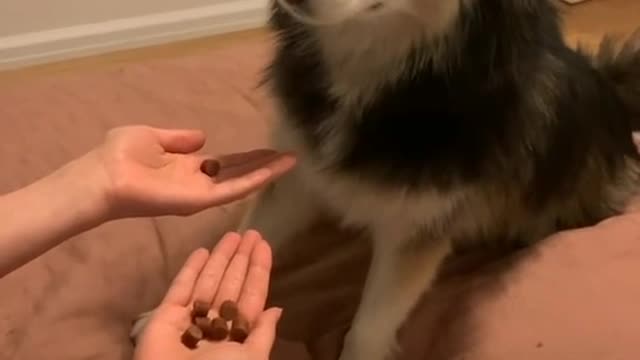 Try this with your dog