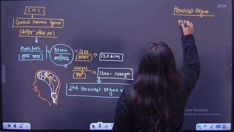 64 nervous system 2