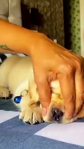 Cute puppy dog funny video