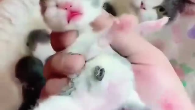 Beautiful cats