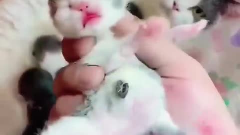Beautiful cats