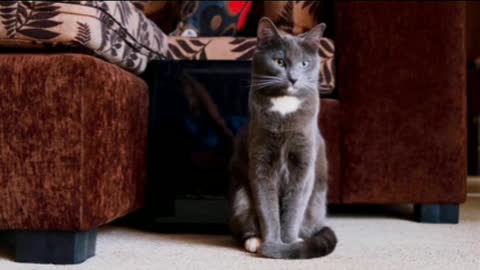 The cat is doing funny sense sitting on the floor ...😽😽😽😽😽😽😽😘😘😘😘😘😚😚😚😚😚😆😆😆😆