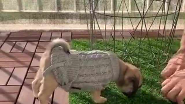 cute and funny dog