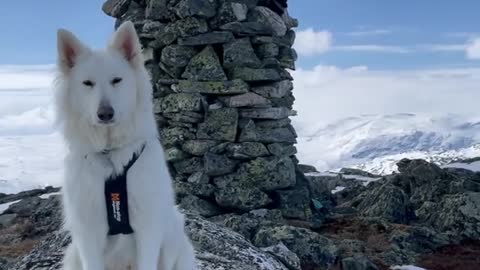 WE MADE TO THE TOP With my Dog