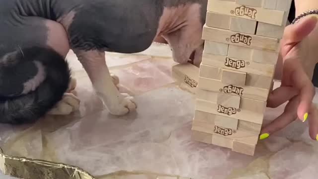 "My Lord I didn’t know you were a master at Jenga?! 😧😈"