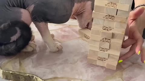 "My Lord I didn’t know you were a master at Jenga?! 😧😈"