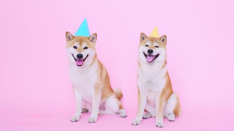 Cute Shiba Inu Dogs With Party Hats