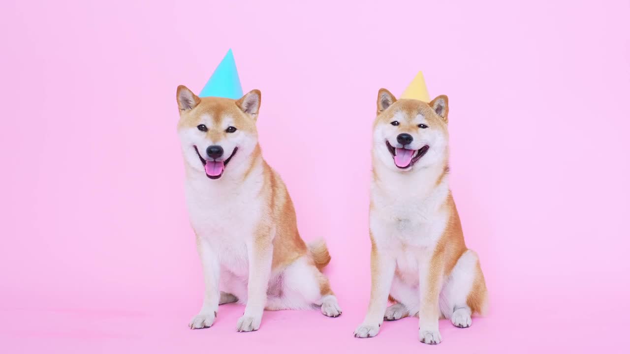Cute Shiba Inu Dogs With Party Hats
