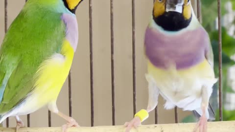 orange headed gouldian finches