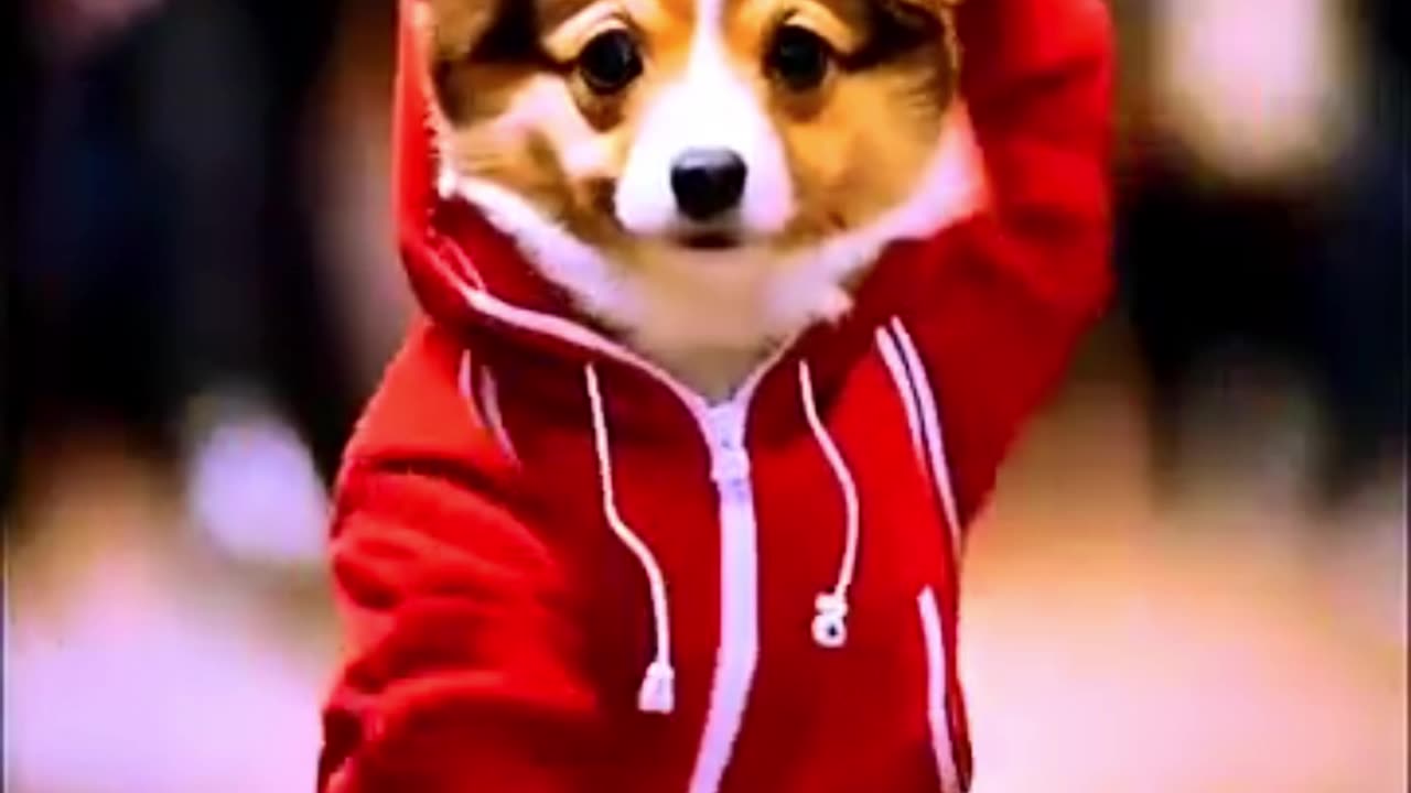 funniest cats and dogs videos best funny animal videos 2024,