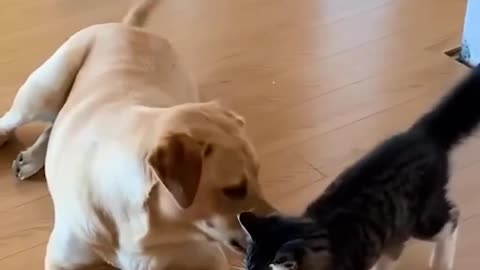 Adorable Kitten & Dog Wrestle!