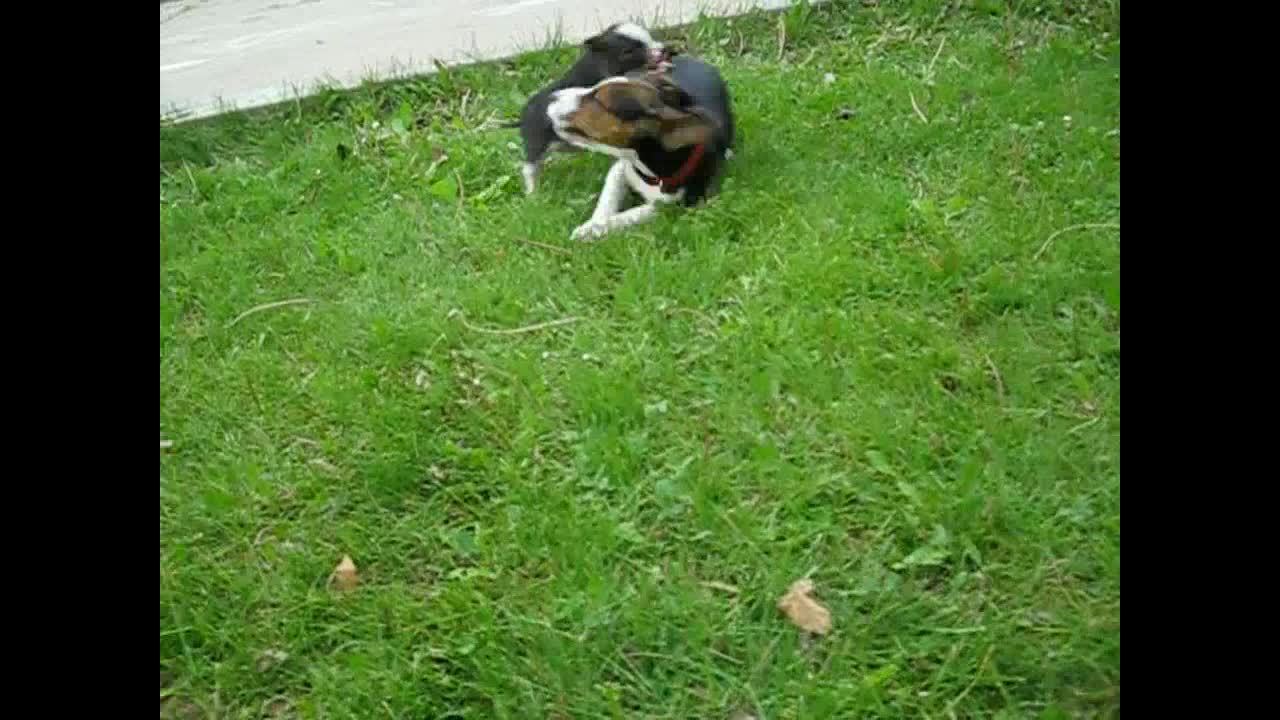 Hunter the Dog & Olivia the Pig