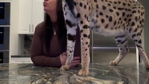 Funny Animal Videos
