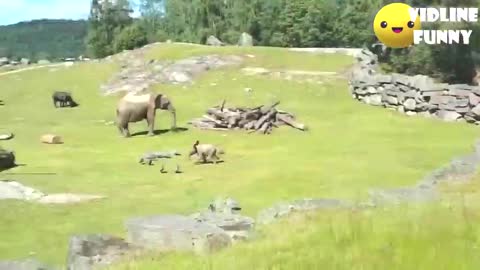 The Most Funniest Zoo animal Videos