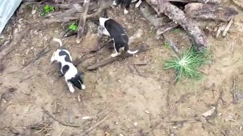 Cute Puppy