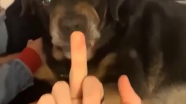 The dog seemed to know something