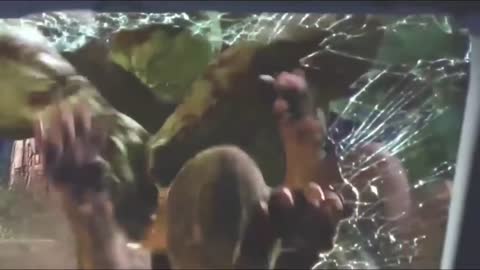 HULK vs Hulk Dogs Fight Scene HD