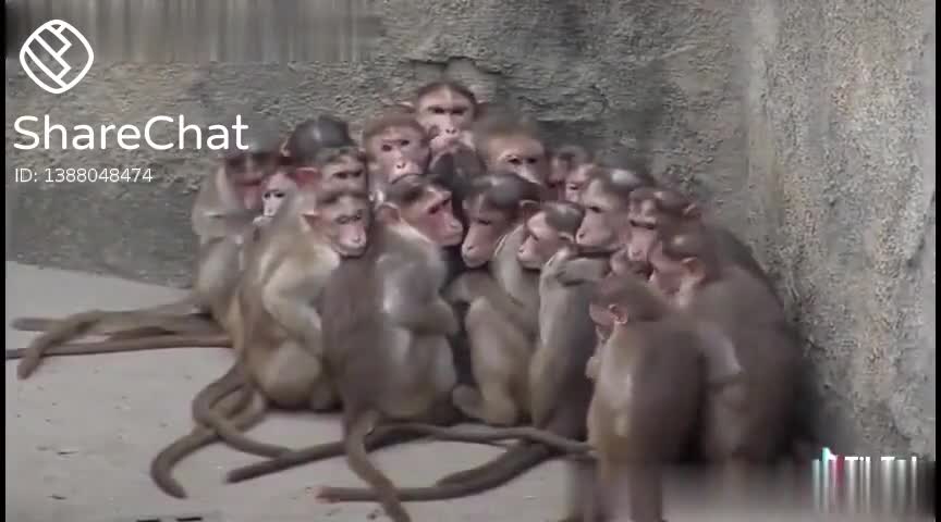 Monkey funny time.