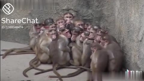 Monkey funny time.