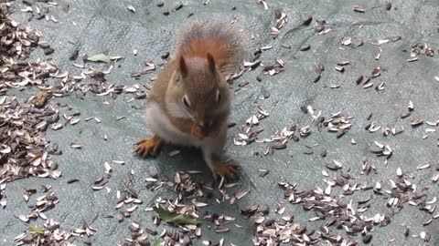 for kids - lovely Squirrels for children - Animals